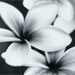 Декор Pret-a-Porter Flower Grey Composition 750x750x10 Opoczno - Зображення