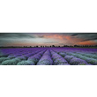 Декор Lavender Field Glass Inserto 250x750x9 Konskie - Зображення