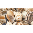 Декор Sea Breeze Shells Decore №2 300x600x9 Golden Tile - Зображення