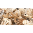 Декор Sea Breeze Shells Decore №1 300x600x9 Golden Tile - Зображення