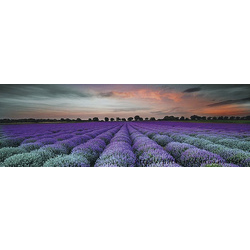 Декор Lavender Field Glass Inserto 250x750x9 Konskie - зображення 1