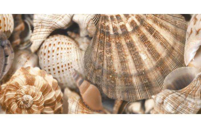 Декор Sea Breeze Shells Decore №3 300x600x9 Golden Tile - Зображення 1c4bd-431.jpg