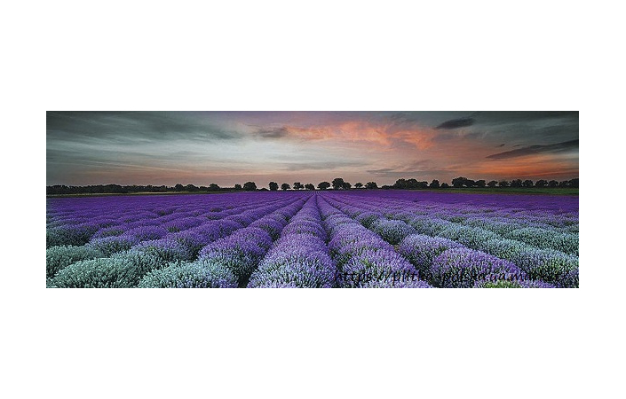 Декор Lavender Field Glass Inserto 250x750x9 Konskie - Зображення 1ceda-lavender.jpg