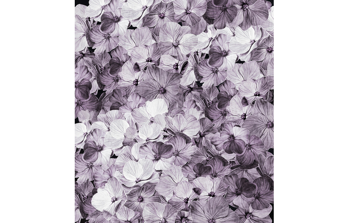 Фотошпалери LeoPrint Гортензія - Зображення 215798687-08c17.jpg