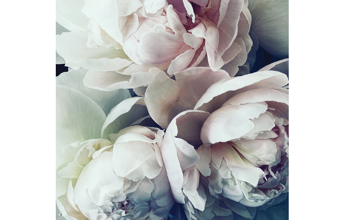 Фотошпалери LeoPrint Півонія - Зображення 215798694-e2861.jpg