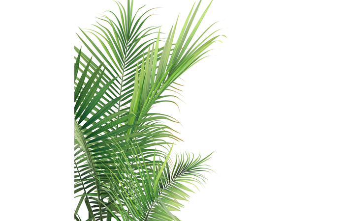 Фотошпалери LeoPrint Пальмове листя - Зображення XIXS7ZM_PW-0043.jpg