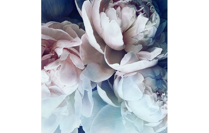Фотошпалери LeoPrint Півонія - Зображення XIXS7ZM_PW-0044.jpg