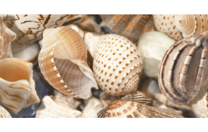 Декор Sea Breeze Shells Decore №2 300x600x9 Golden Tile - Зображення b93f9-421.jpg