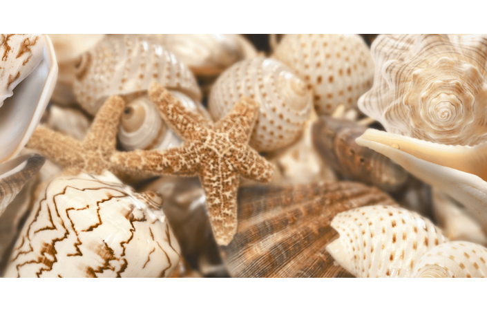 Декор Sea Breeze Shells Decore №1 300x600x9 Golden Tile - Зображення e9464-411.jpg