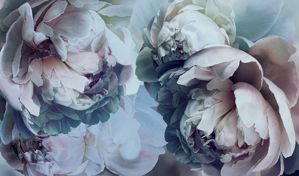 Фотошпалери LeoPrint Півонія - Зображення 215798694-06f01.jpg