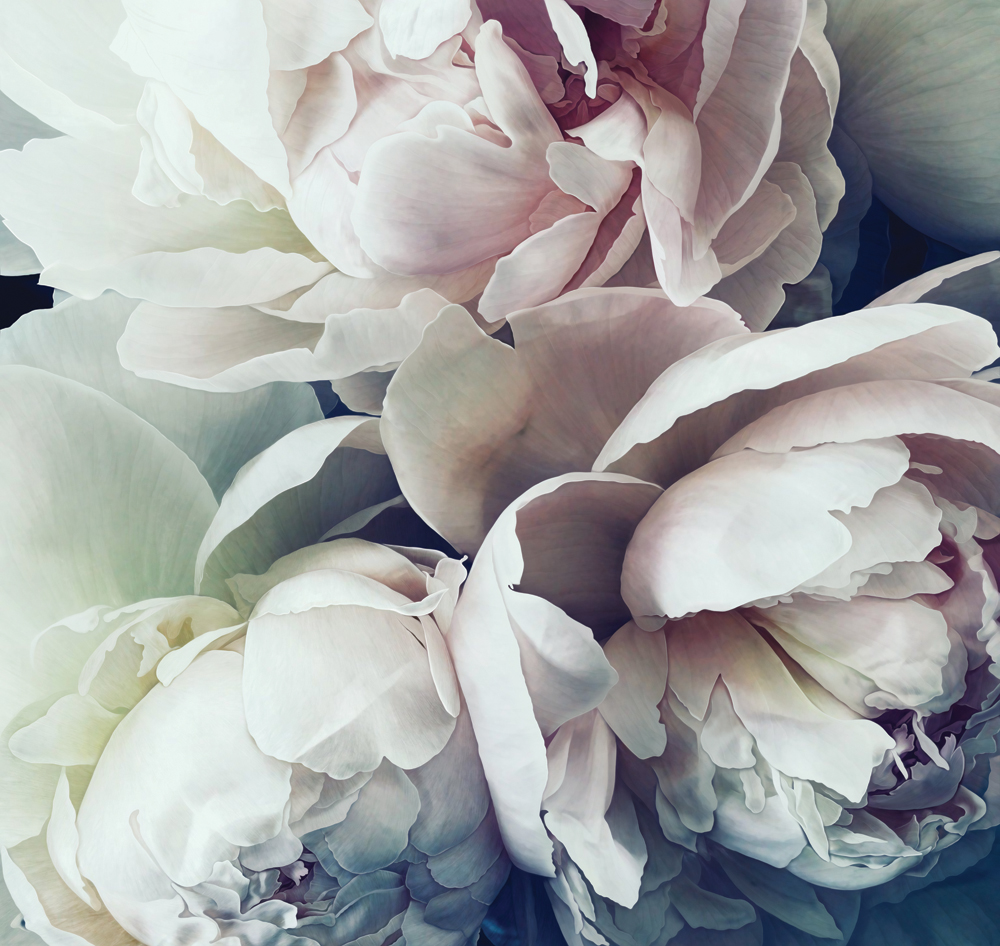 Фотошпалери LeoPrint Півонія - Зображення 215798694-e2861.jpg