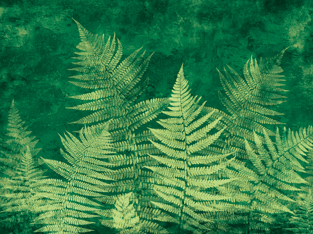 Фотошпалери LeoPrint Листя папороті - Зображення 215979962-ed66f.jpg
