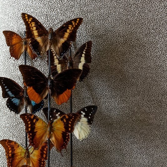 Шпалери Khroma CABINET CAB901 - Зображення CAB901-.jpg