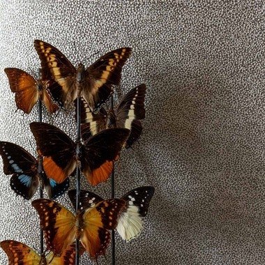 Шпалери Khroma CABINET CAB902 - Зображення CAB902-.jpg