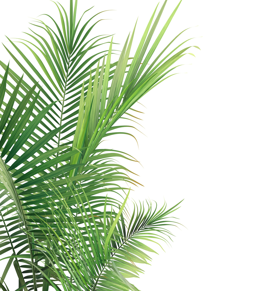 Фотошпалери LeoPrint Пальмове листя - Зображення
