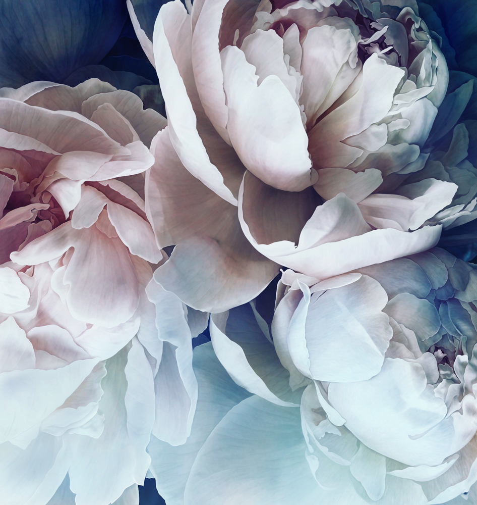 Фотошпалери LeoPrint Півонія - Зображення